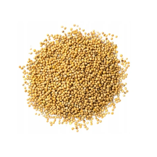 ČÍNSKÉ HOŘČICE semena ke klíčení 500 g