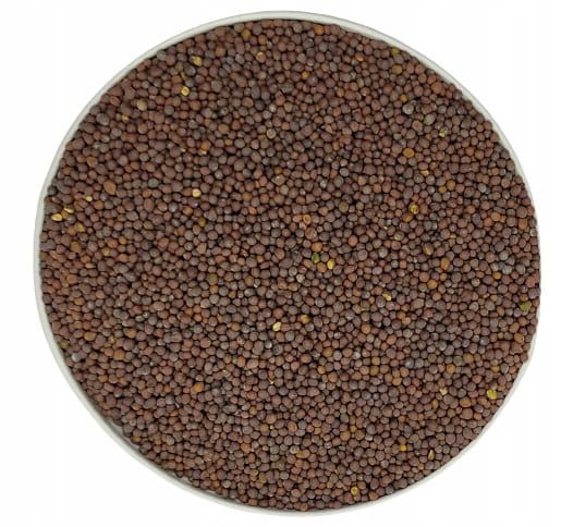 HOŘČICE ČERNÁ semena na klíčení 500 g