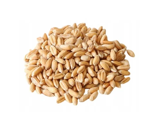 Pšenice semena na klíčení 500 g